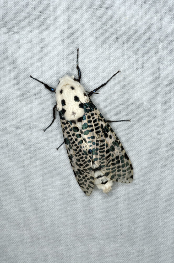 Pretty moth species of northeast India