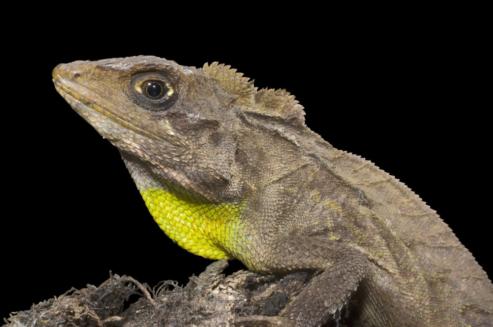 Japalura andersoniana, an agamid species from northeast India