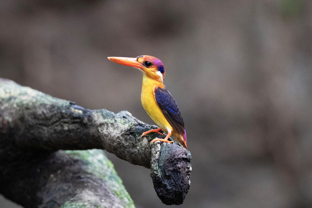 Oriental dwarf kingfisher, Ceyx erithaca, Thane, Mumbai, Maharashtra, India