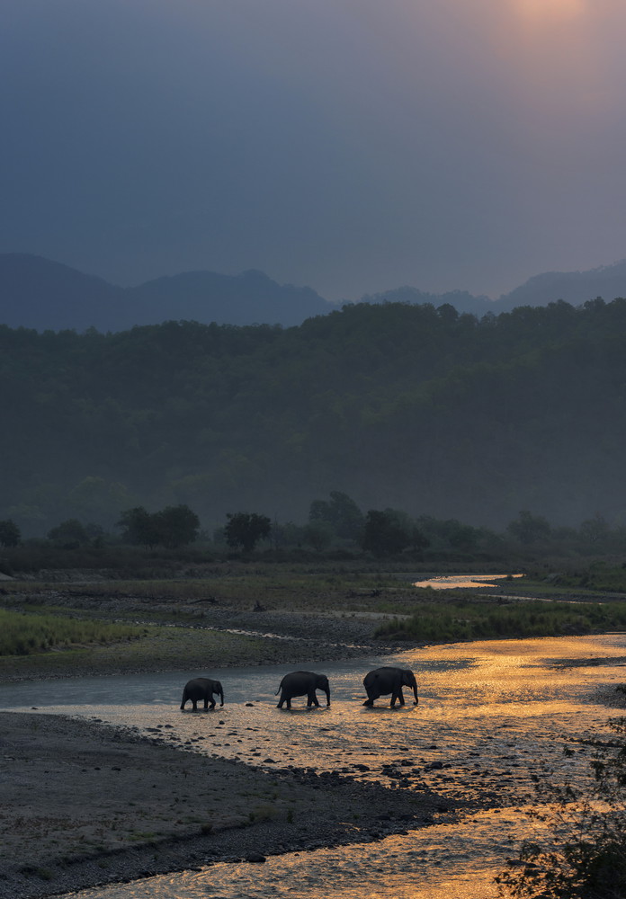 Elephants Crossing Ramganga, Dhikala, Jim Corbett National Park, Nainital?, Uttarakhand, India