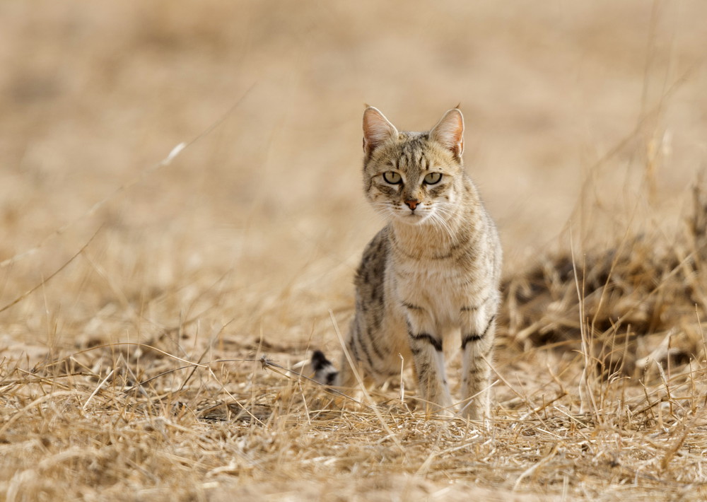 Desert Cat, Jaisalmer, Rajasthan, India
