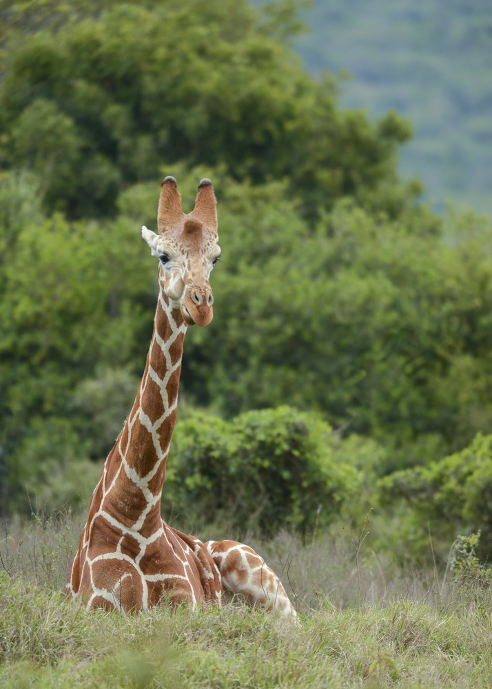 Rare Reticulated Giraffe, Giraffa camelopardalis reticulata at Aberdare, Africa