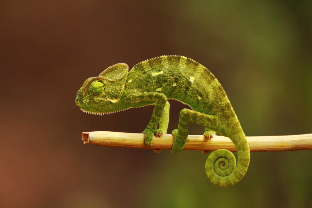 Indian Chameleon, Chamaeleo zeylanicus, Bandipur National Park, Karnataka, India.. Indian Chameleon, Chamaeleo zeylanicus, Bandipur National Park, Karnataka, India