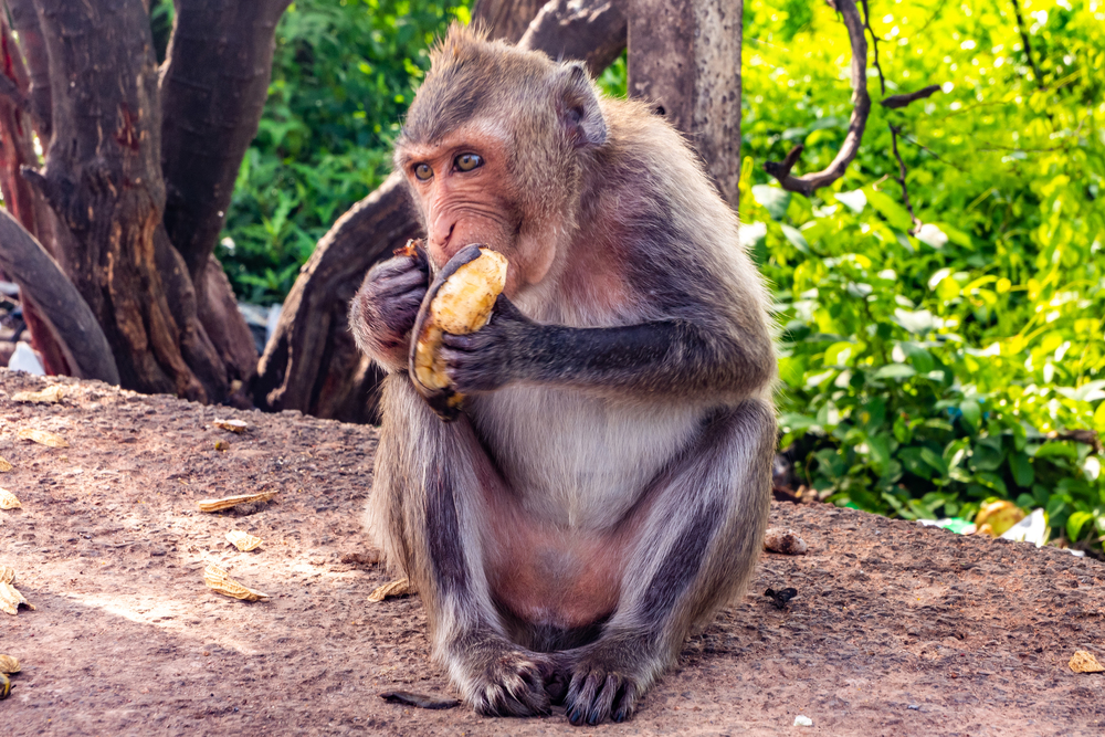 The monkey (Crab-eating macaque) sitting eating banana that people gave.