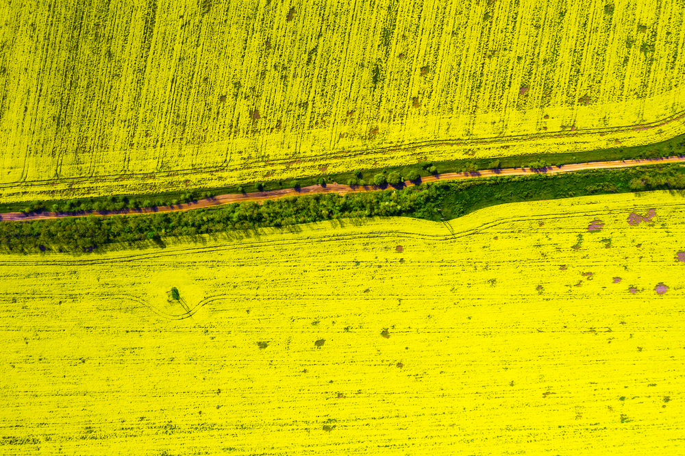 aerial view  yellow blooming rapeseed field. beautiful landscape