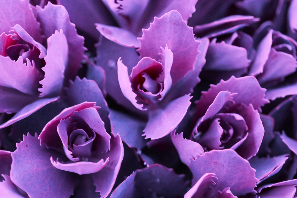 Beautiful natural background from ornamental cabbage inflorescences. wallpaper for screensavers