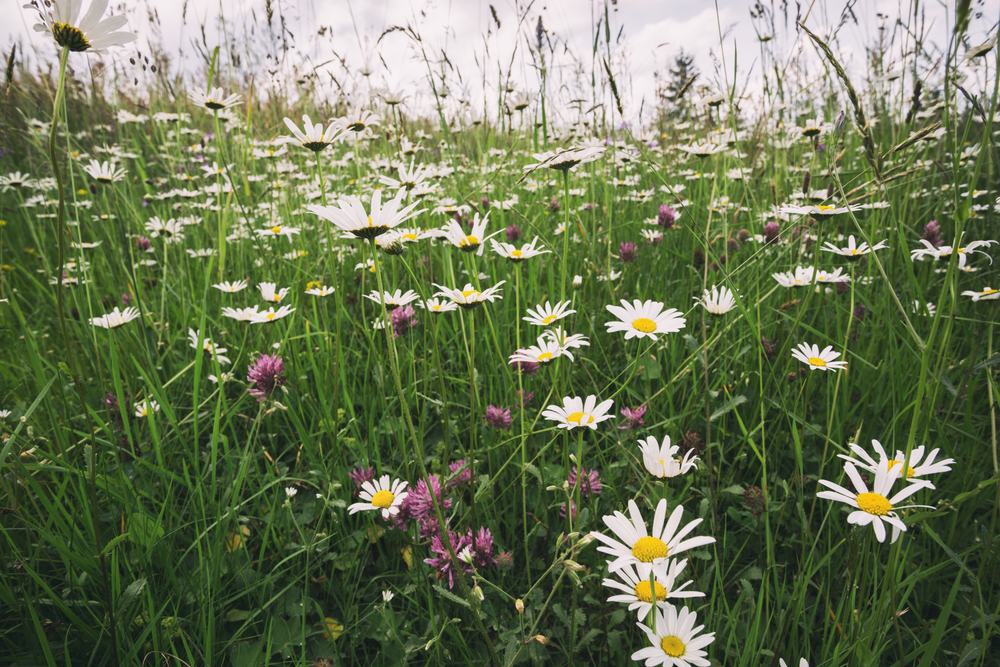 lot of white daisies on a green field