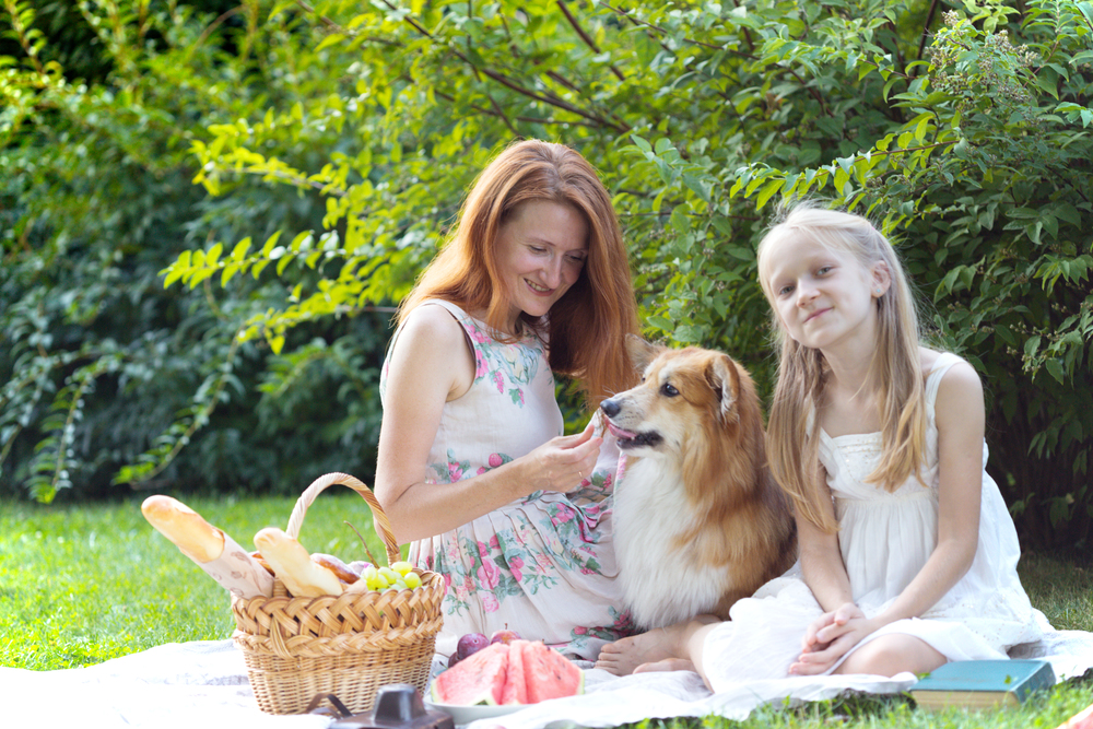Summer - happy family at a picnic.  Mom, daughter and dog corgi at a picnic