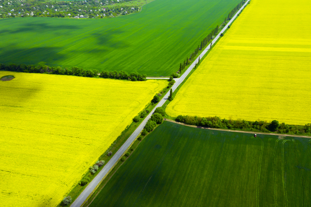 aerial view  yellow blooming rapeseed field and wheat field. beautiful landscape