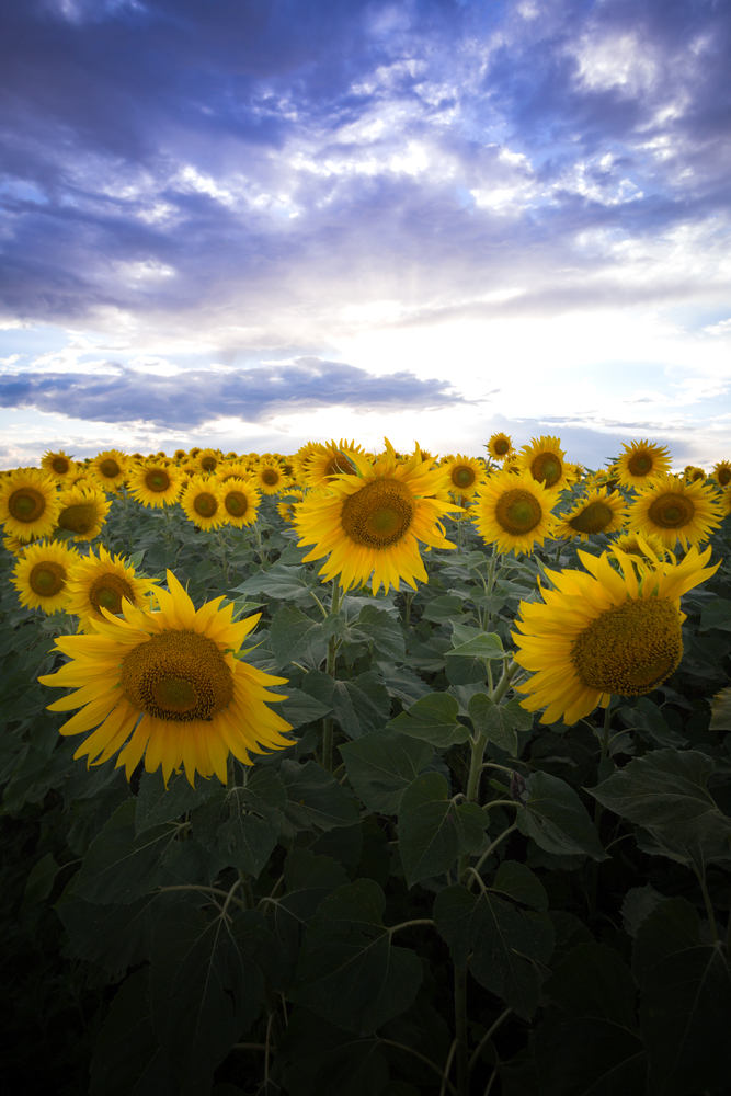 sunflowers at the field on the sunset