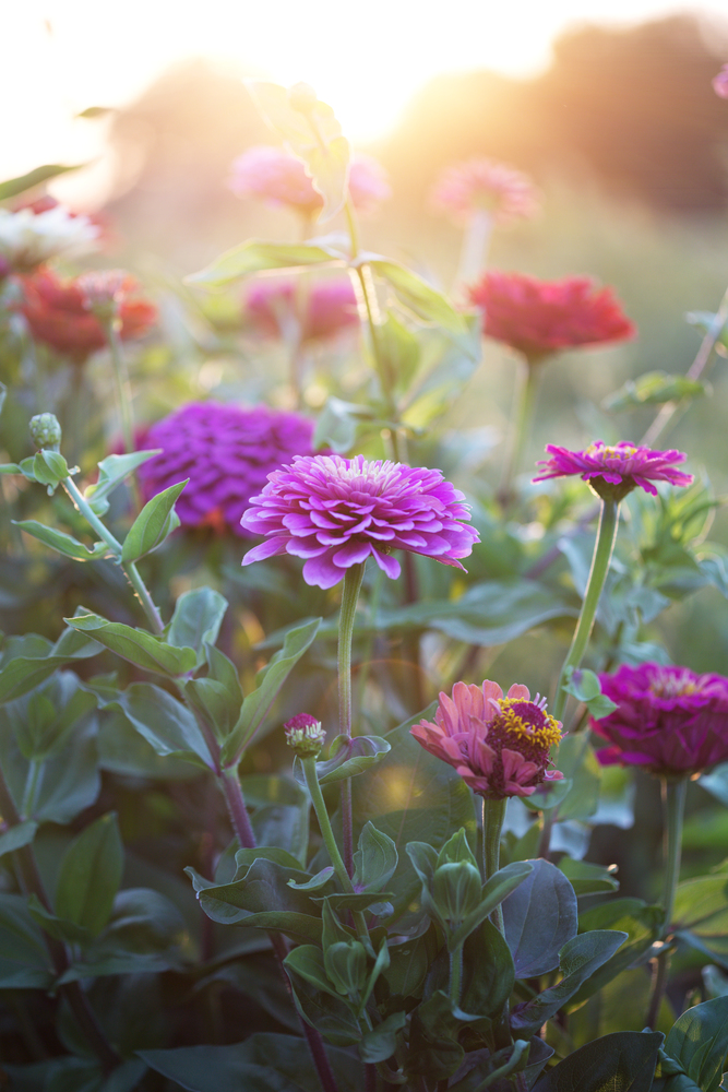 Zinnia in sunset time at the garden