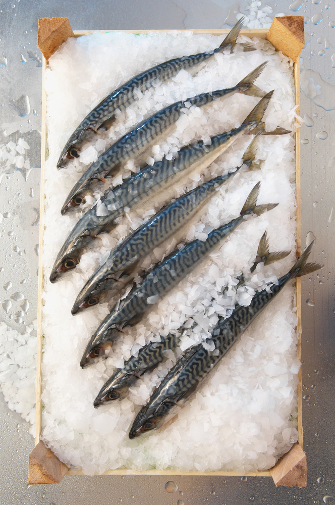Mackerels stacked in a wooden box with ice standing on a misted metal surface