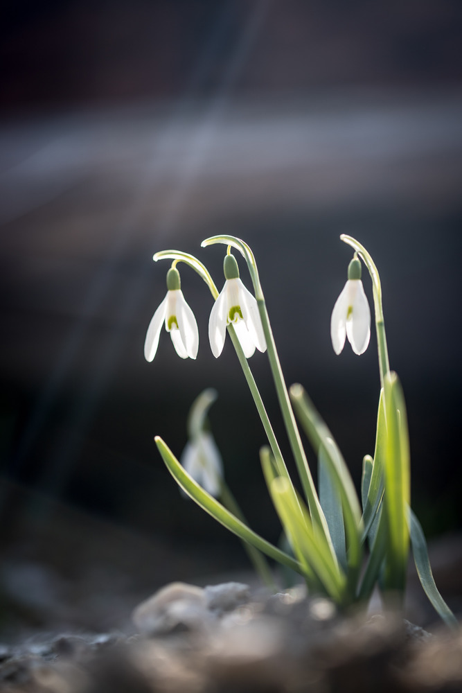 Beautiful isolated white snowdrop flowers with blurry background, spring time