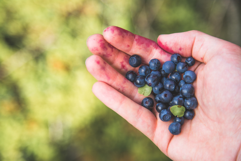 Picking or collecting fresh ripe blueberries while hiking on the mountains
