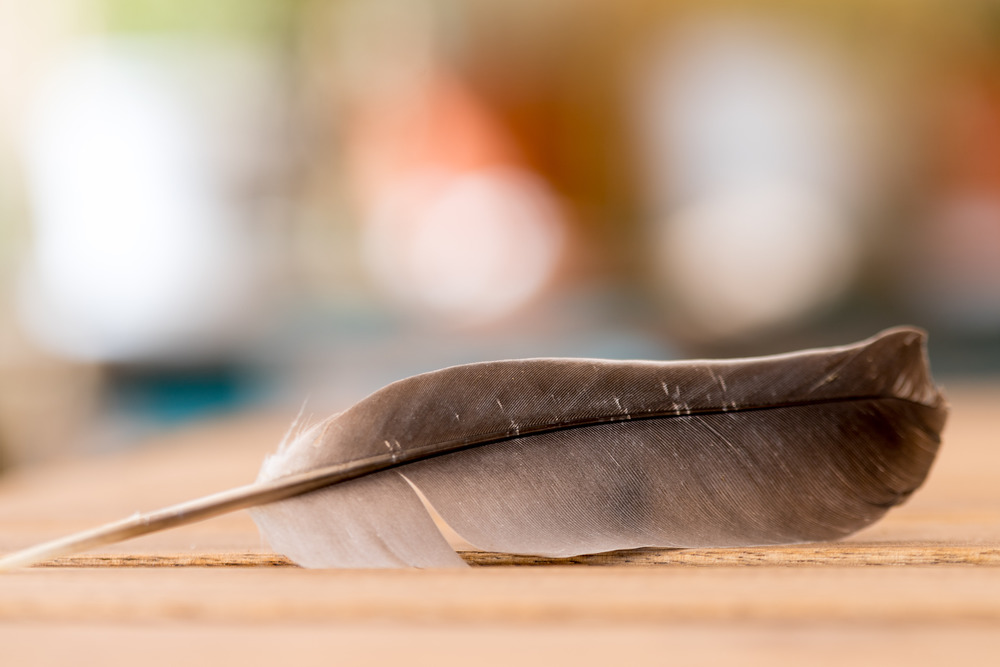 Feather is lying on a wooden desk, outside with copy space