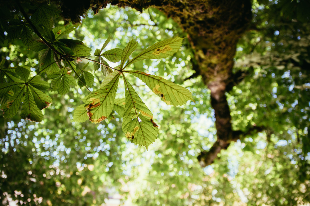 Leaf of a chestnut, tree trunk, blurry