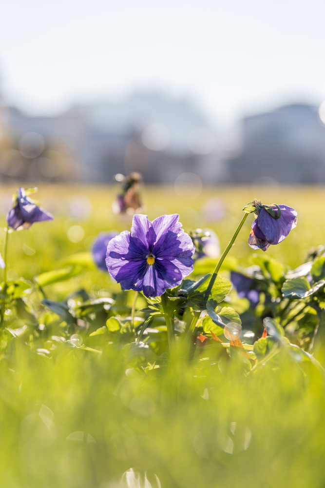 Purple flower and green grass in the park, copy space
