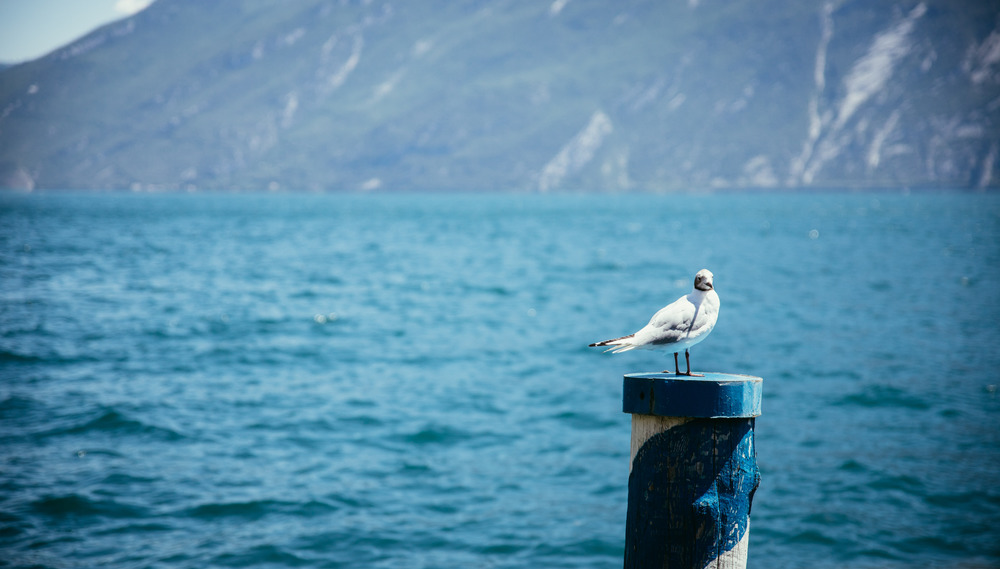Gull near the ocean, sitting on a wooden needle