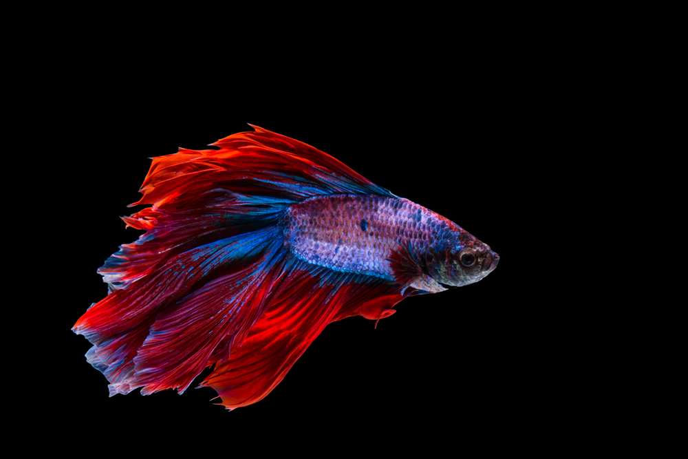 Red and blue betta fish, siamese fighting fish on black background