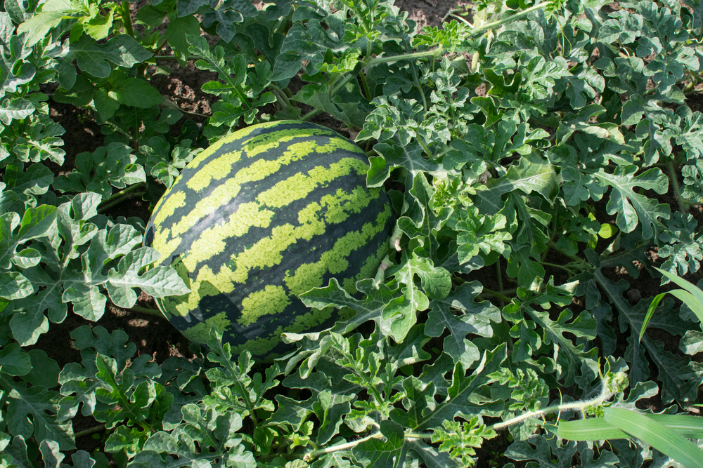 Green watermelon growing in the garden. Big Green watermelon growing in the garden