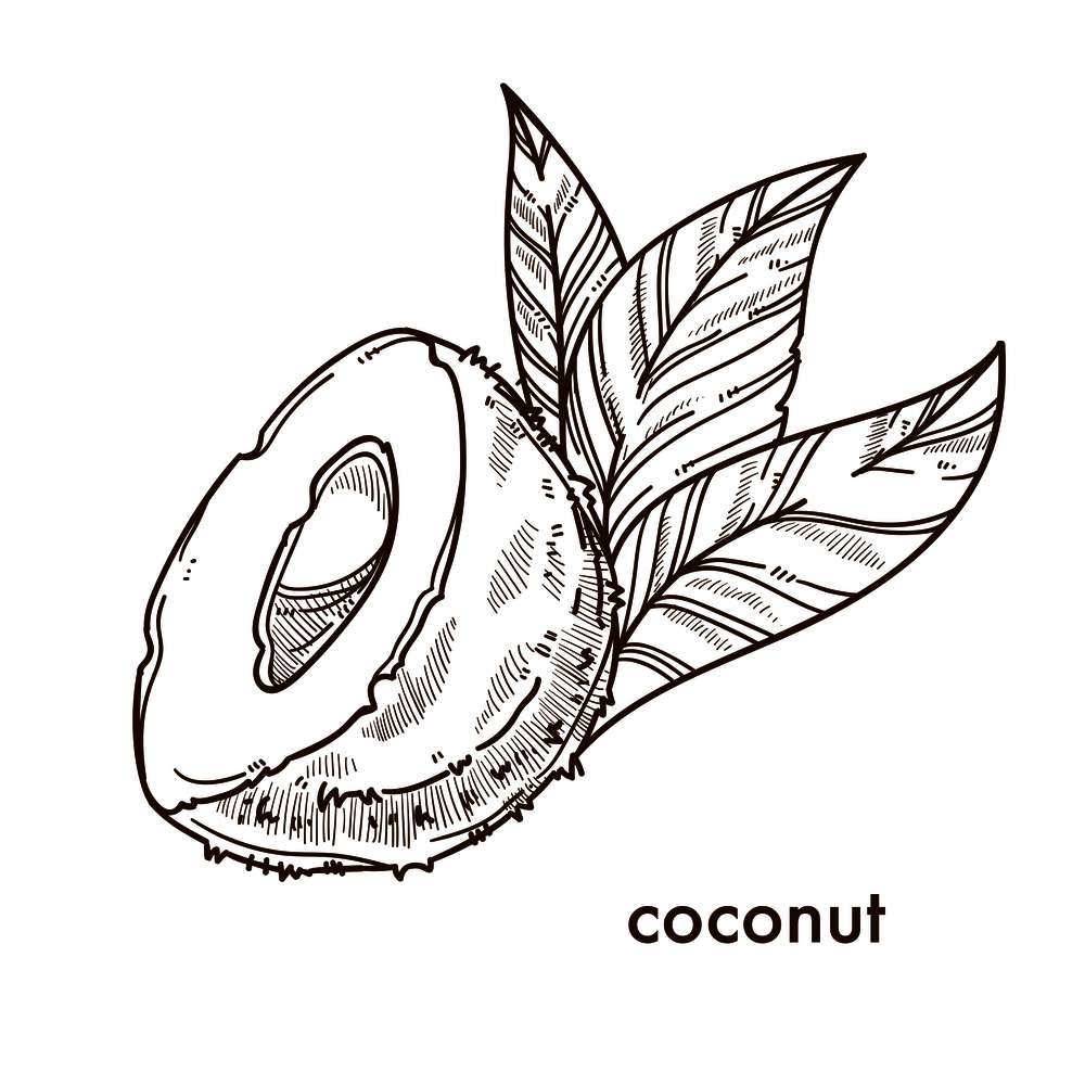 Half of natural coconut with small palm leaves. Piece of tropical nut in solid shell with milk inside. Organic natural food isolated cartoon monochrome flat vector illustration on white background.. Half of natural coconut with small palm leaves