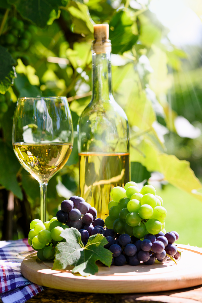 Bunch of fresh grapes next to white wine in a bottle and wineglass  on the background of a rustic vineyard and sunlight.