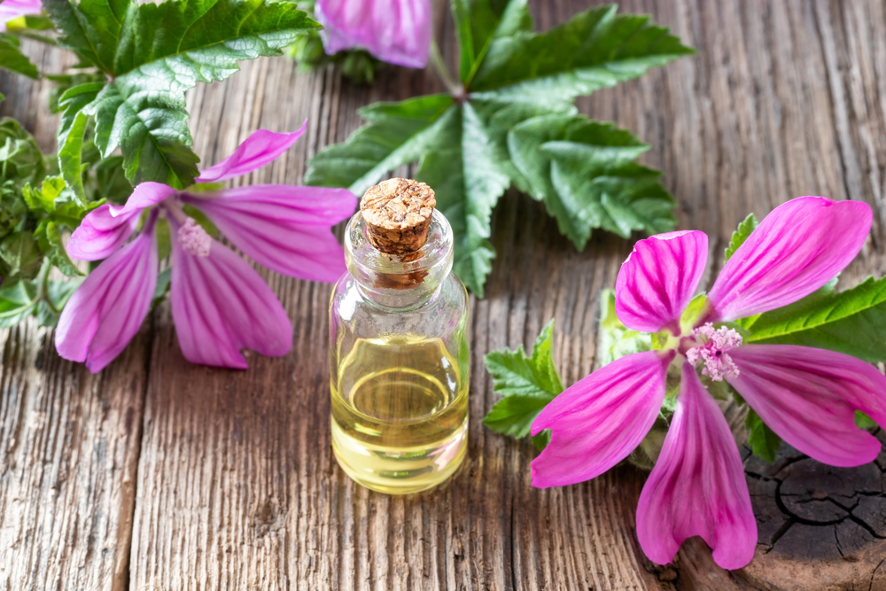 A bottle of mallow essential oil with fresh blooming malva sylvestris plant