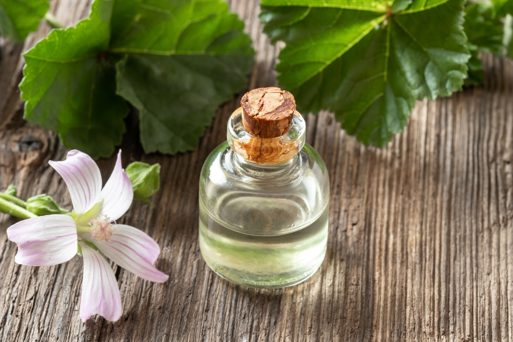 A bottle of common mallow essential oil with fresh blooming malva neglecta plant