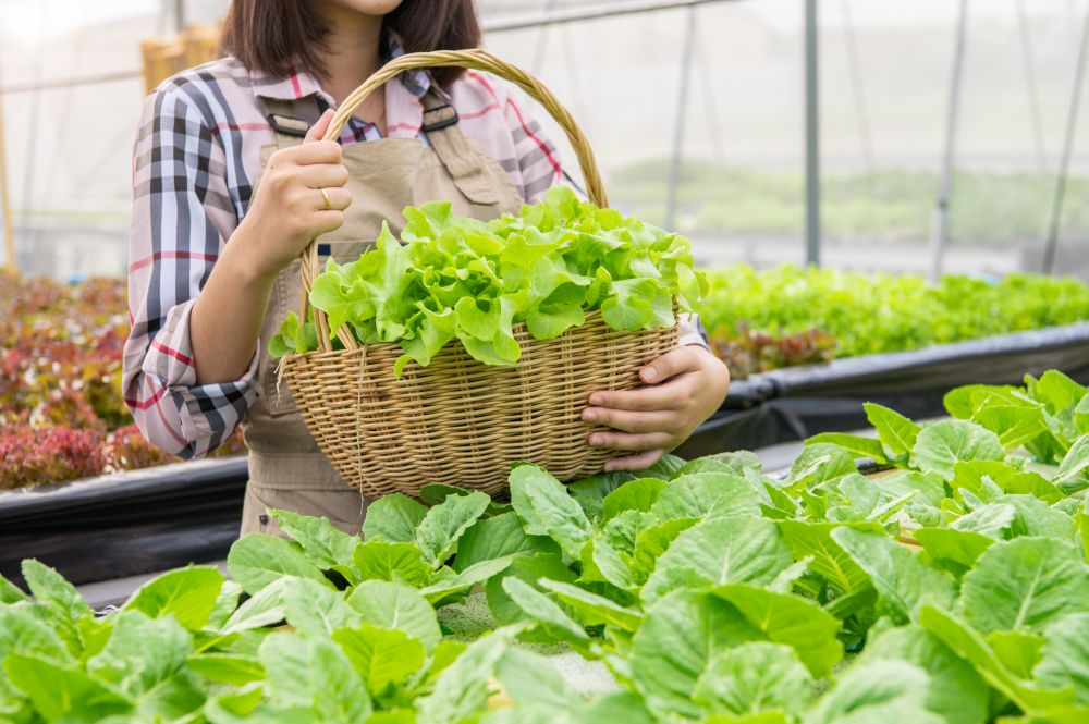 Young Asian hydroponics organic farmer collecting vegetables salad into basket with nursery greenhouse. People lifestyles and business. Indoor agriculture and cultivation  environment gardener concept