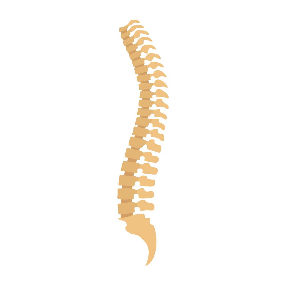 Spine icon. Flat illustration of spine vector icon for web isolated on white. Spine icon, flat style