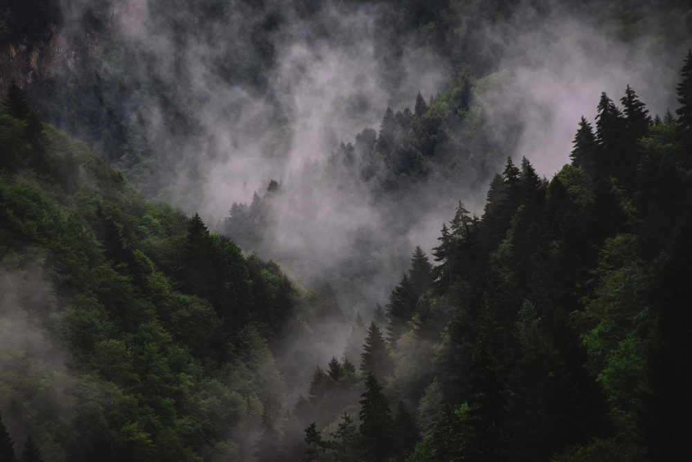 Amazing foggy landscape, Mountain forest and fog around, beautiful scenery in Racha, Georgia