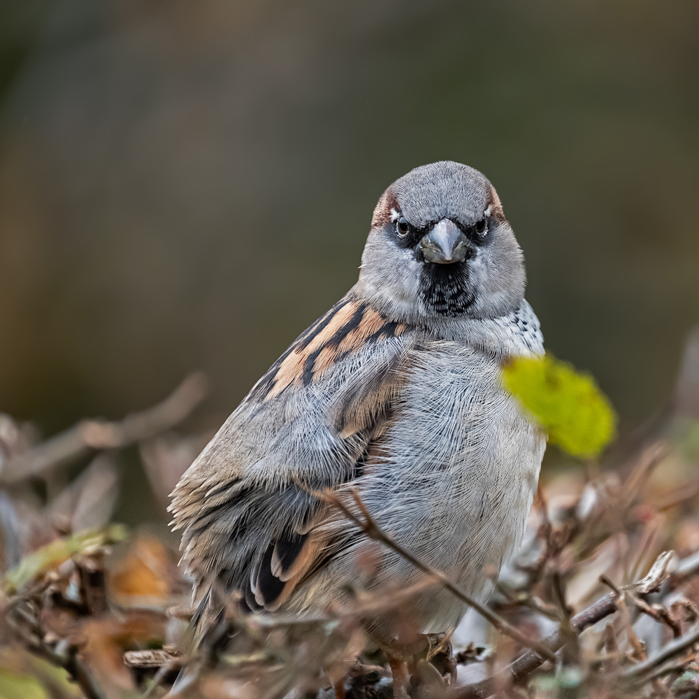 grumpy looking sparrow