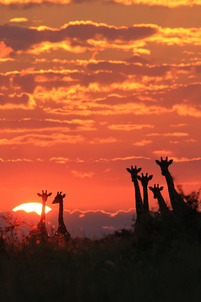 Giraffe Sunset - Beautiful Nature