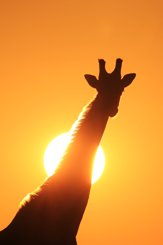 Giraffe Silhouette - Simplistic Gold