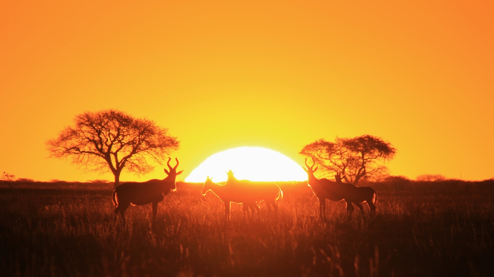 Hartebeest Wildlife - Sunset Magic in Africa