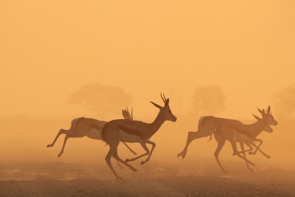 Springbok - Gallop through Golden Sunset Dust