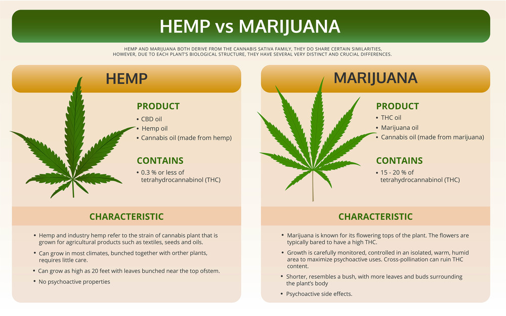 Hemp vs Marijuana horizontal textbook infographic illustration about cannabis as herbal alternative medicine and chemical therapy, healthcare and medical science vector.