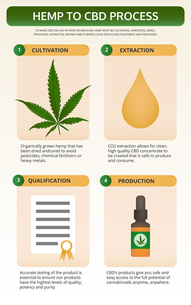 Hemp to CBD Process vertical textbook infographic illustration about cannabis as herbal alternative medicine and chemical therapy, healthcare and medical science vector.