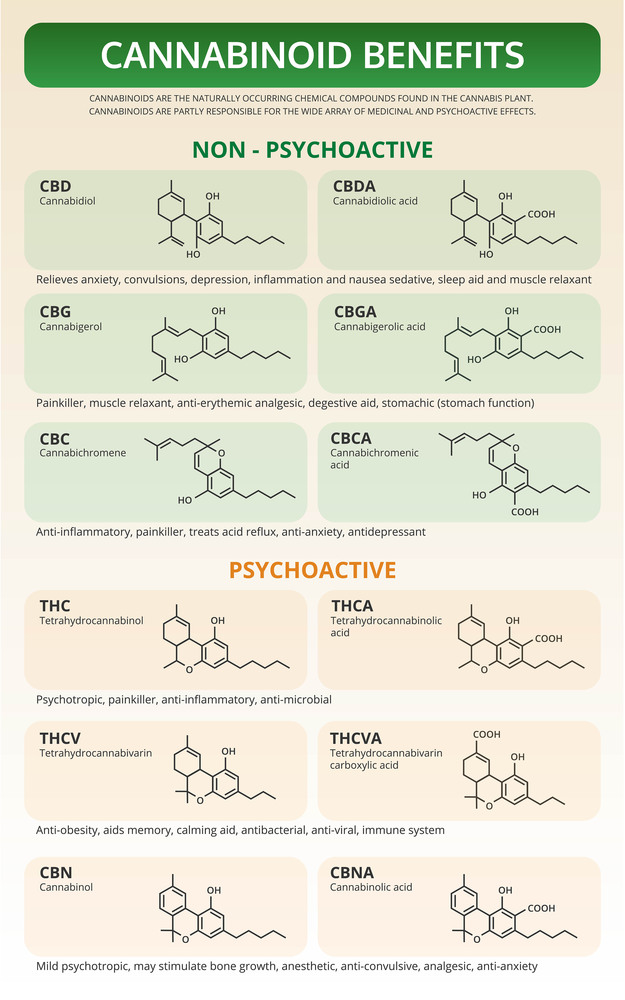 Cannabinoid Benefits vertical textbook infographic illustration about cannabis as herbal alternative medicine and chemical therapy, healthcare and medical science vector.