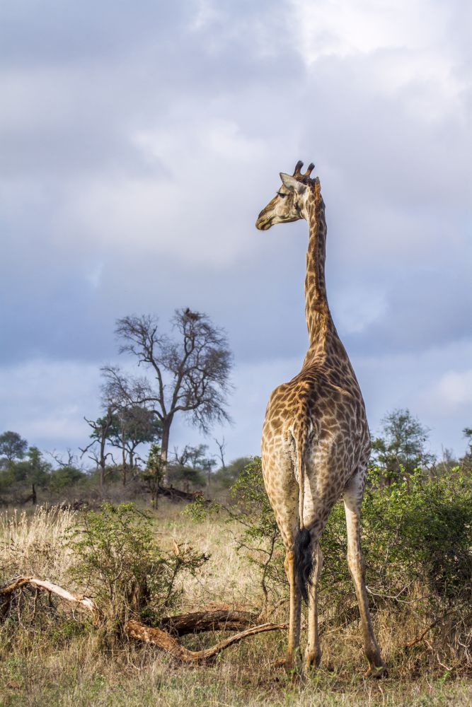 Specie Giraffa camelopardalis family of Giraffidae. Girafe