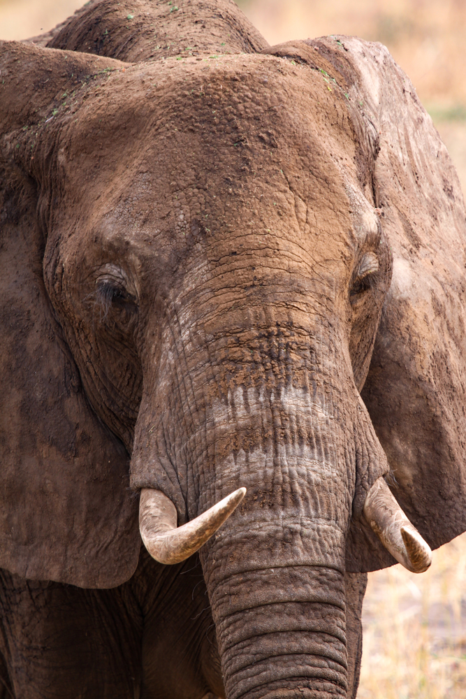 Closeup of elephant with ivory tooth in Africa