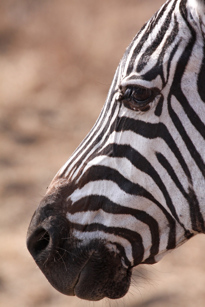 Zebra close up with detail of head