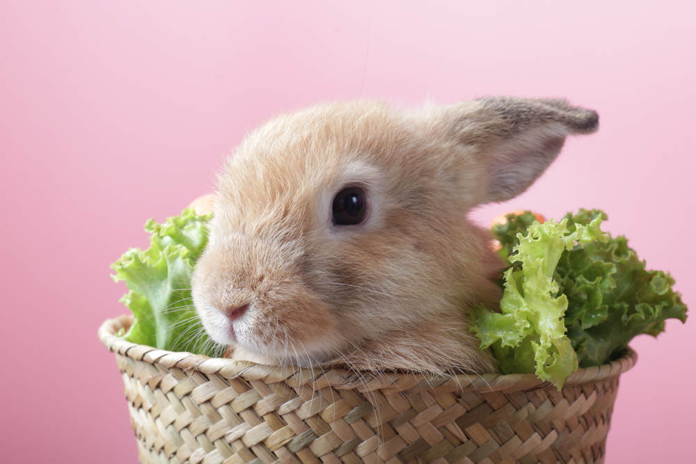 Brown Bunny Rabbit in a basket on Pink Background