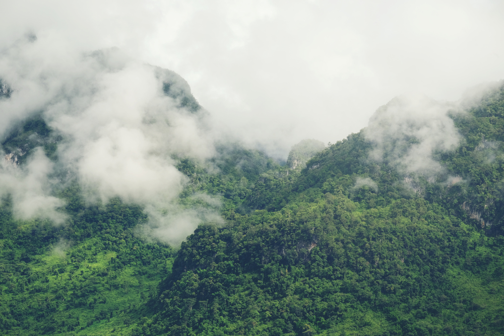 Mountainous rain fog and forest landscape