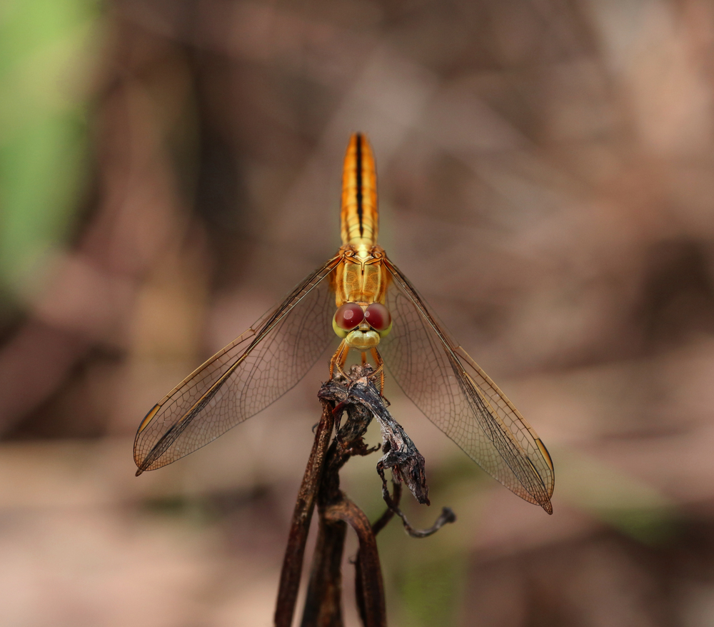 Beautiful dragonflies, insects, animals, macro. Dragonfly, wings, fly, dragonfly caught the branches.