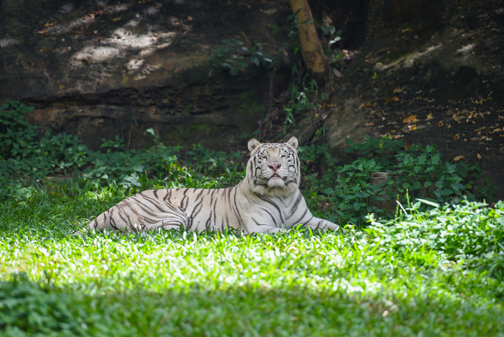 white tiger lying on a green grass field / royal tiger
