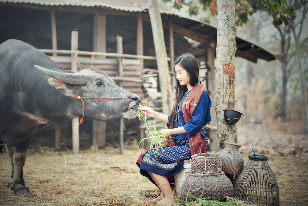 Beautiful woman farmer feeding cow buffalo with fresh grass in the countryside farm agriculture Asia