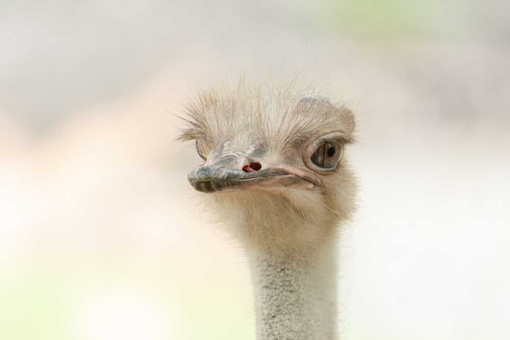 Close-up head shot of Common ostrich (Struthio camelus) with abstract blurred background.