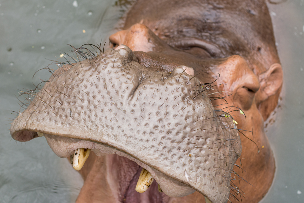 Close-up nose and mustache textures of Hippopotamus (Hippopotamus amphibius) while eating foods in the water.
