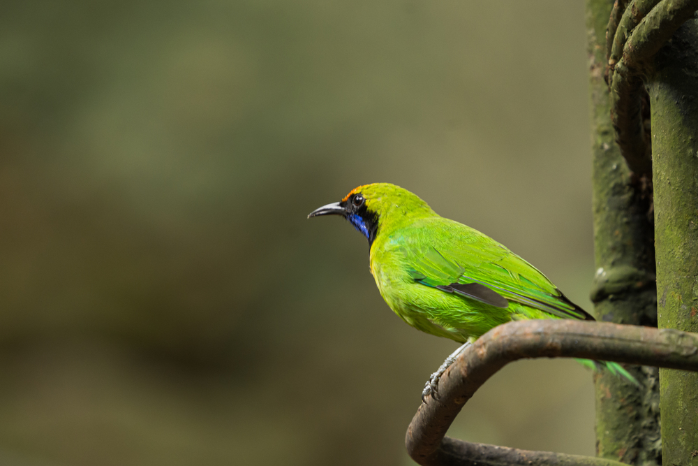 Adult Golden-fronted Leafbird (Chloropsis aurifrons) perching on the rusty metal bar.